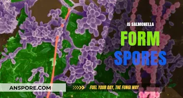 Does Salmonella Form Spores? Unraveling the Truth About This Pathogen