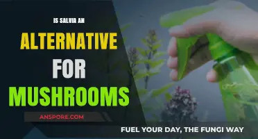 Salvia vs. Mushrooms: Exploring Alternative Psychedelic Experiences