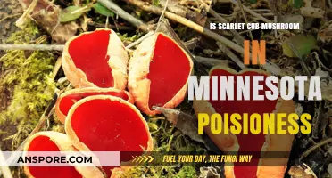 Is Scarlet Cup Mushroom in Minnesota Poisonous? A Safety Guide