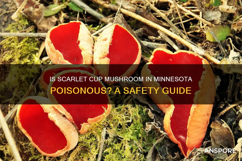 is scarlet cub mushroom in minnesota poisioness