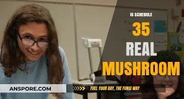 Exploring the Reality of Schedule 35 Magic Mushrooms