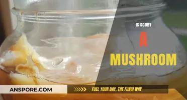 SCOBY: Mushroom or Not?