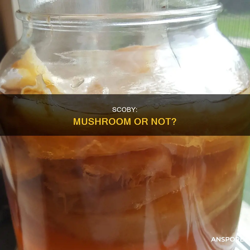 is scoby a mushroom