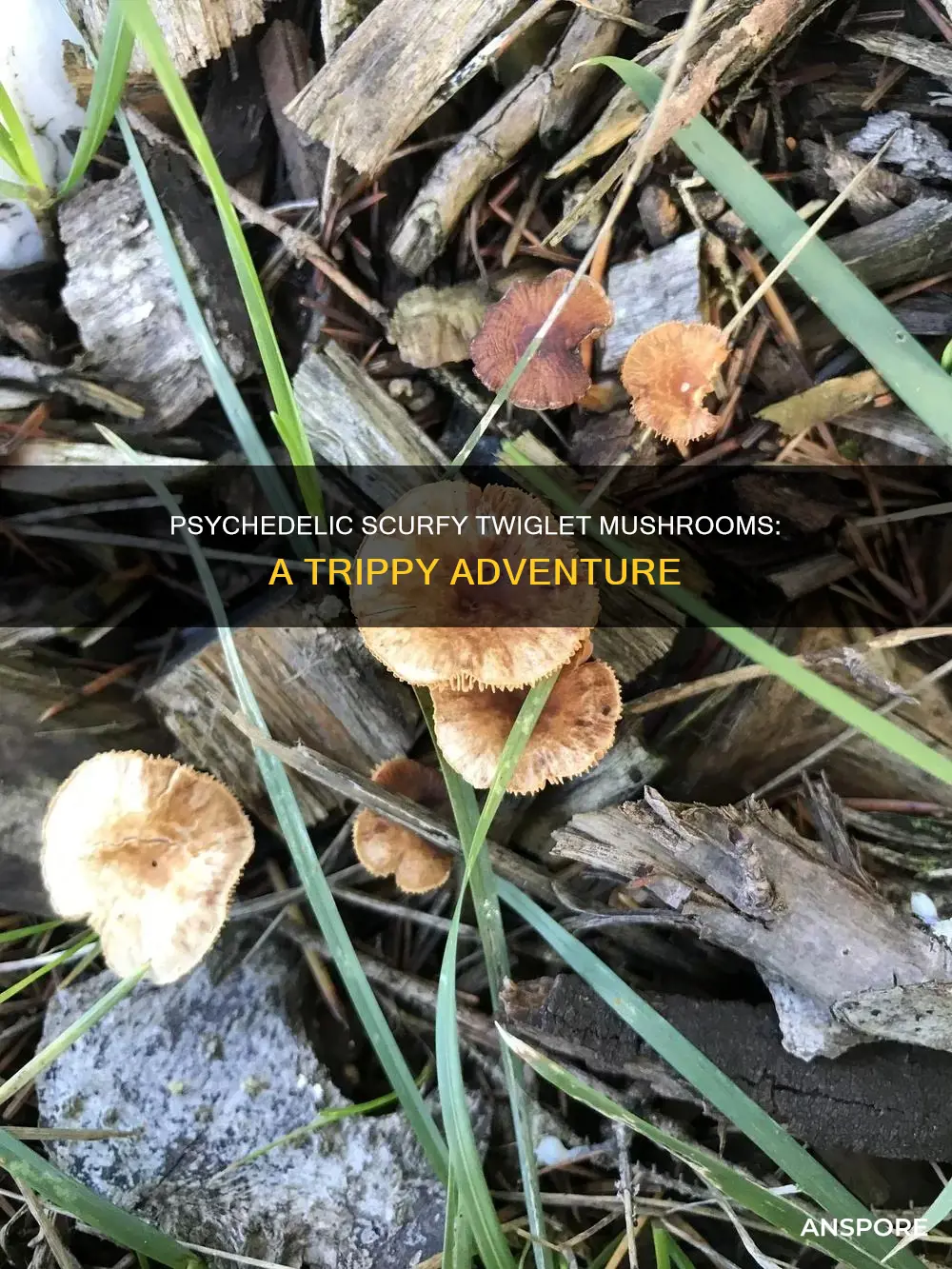 is scurfy twiglet mushroom psychedelic