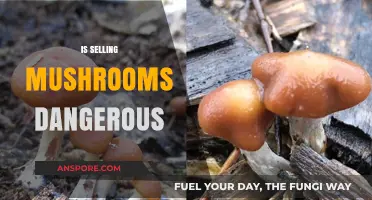 Mushroom Trade: Safe or Risky Business?