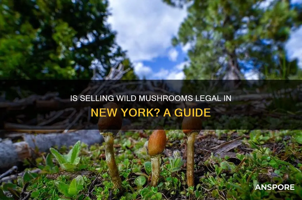 is selling wild mushrooms legel in newyork