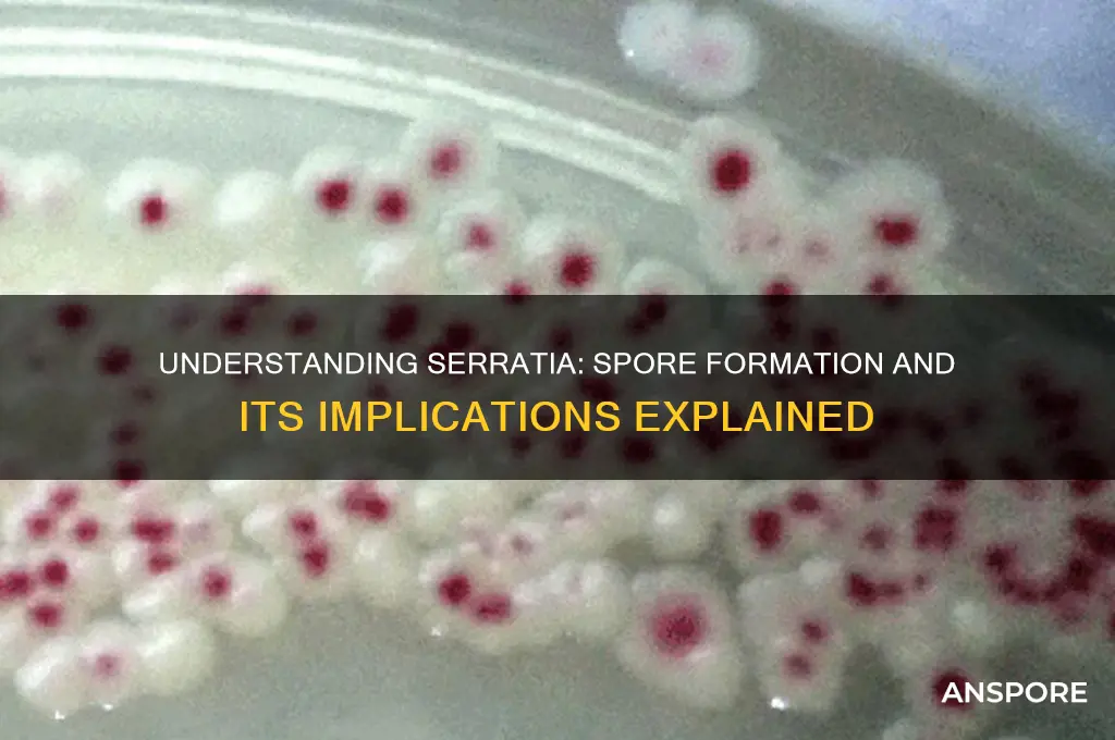 is serrtia spore forming