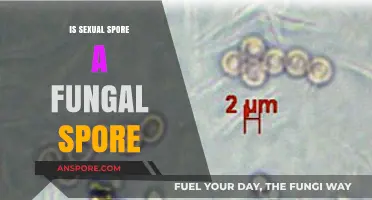Is Sexual Spore a Fungal Spore? Unraveling the Mystery