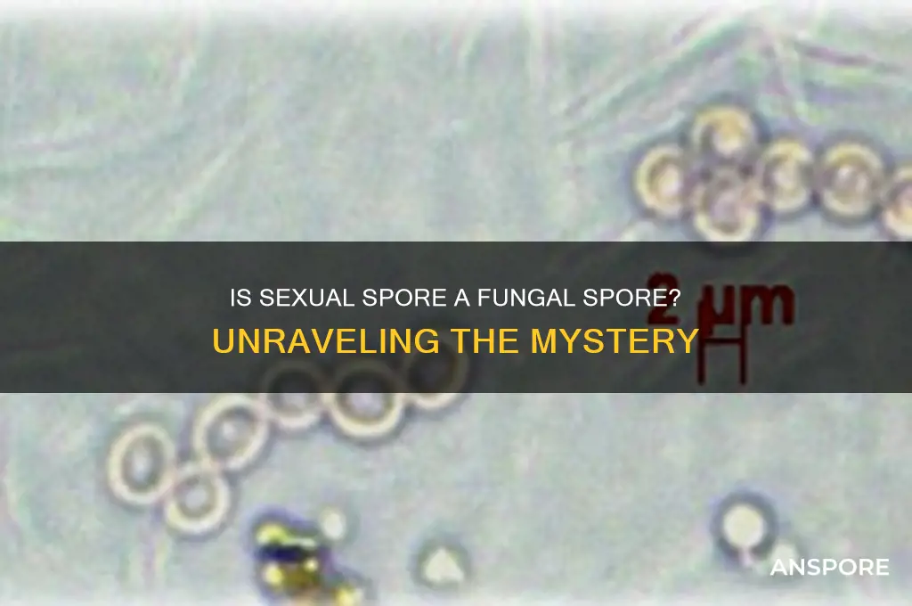 is sexual spore a fungal spore