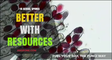 Enhancing Sexual Spores: The Impact of Resources on Growth and Efficiency