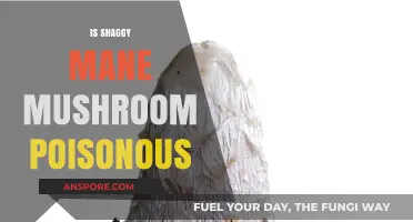 Is Shaggy Mane Mushroom Poisonous? Unveiling the Truth About Coprinus Comatus