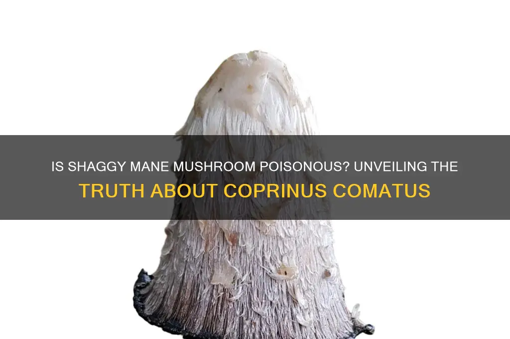 is shaggy mane mushroom poisonous
