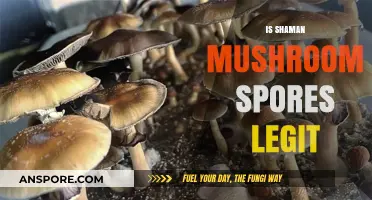 Shaman Mushroom Spores: Legit or a Scam?