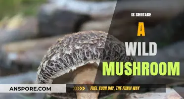Shiitake Mushrooms: Wild or Cultivated?