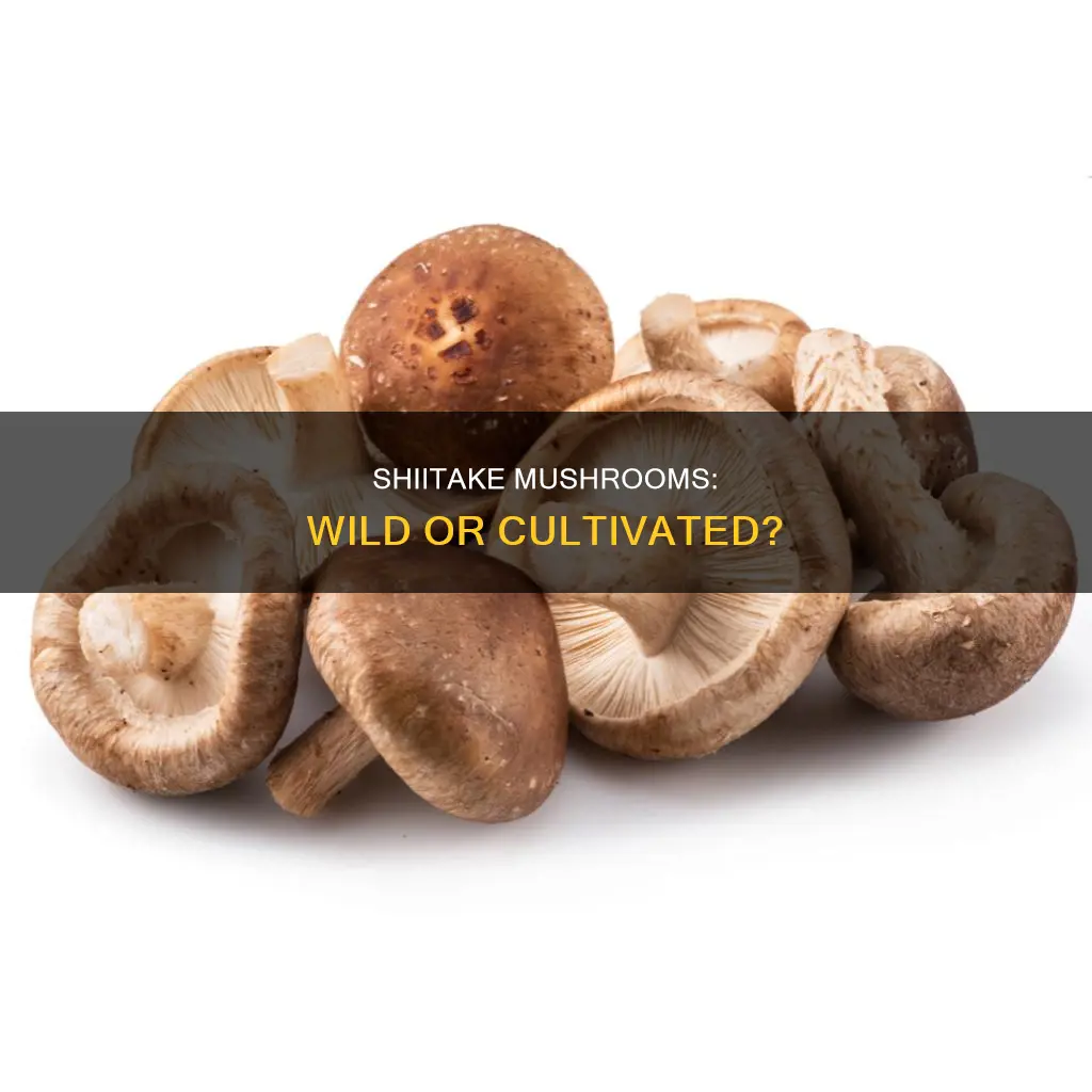 is shiitake a wild mushroom