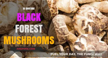 Shiitake Black Forest Mushrooms: A Tasty Treat
