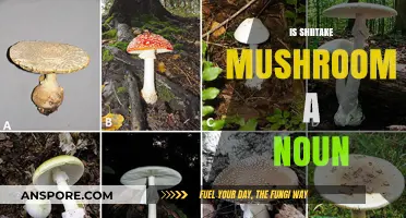 Shiitake Mushrooms: Nouns of the Fungi World