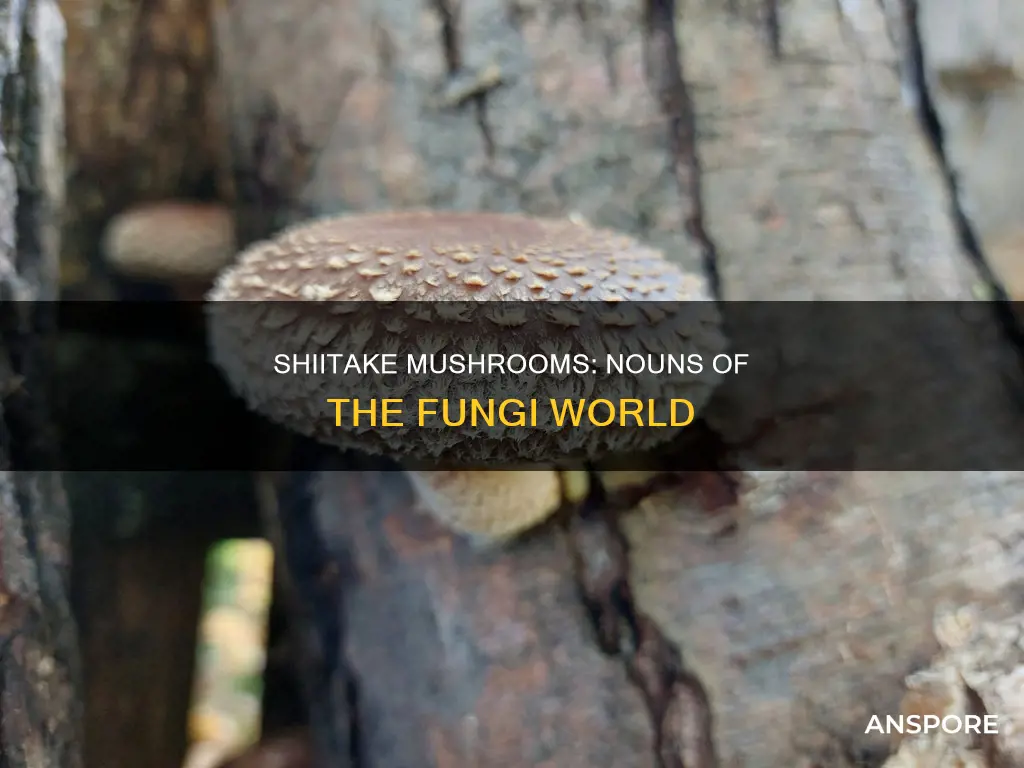 is shiitake mushroom a noun