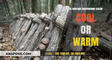 Shiitake Mushroom Color: Warm or Cool Tone Debate Explored