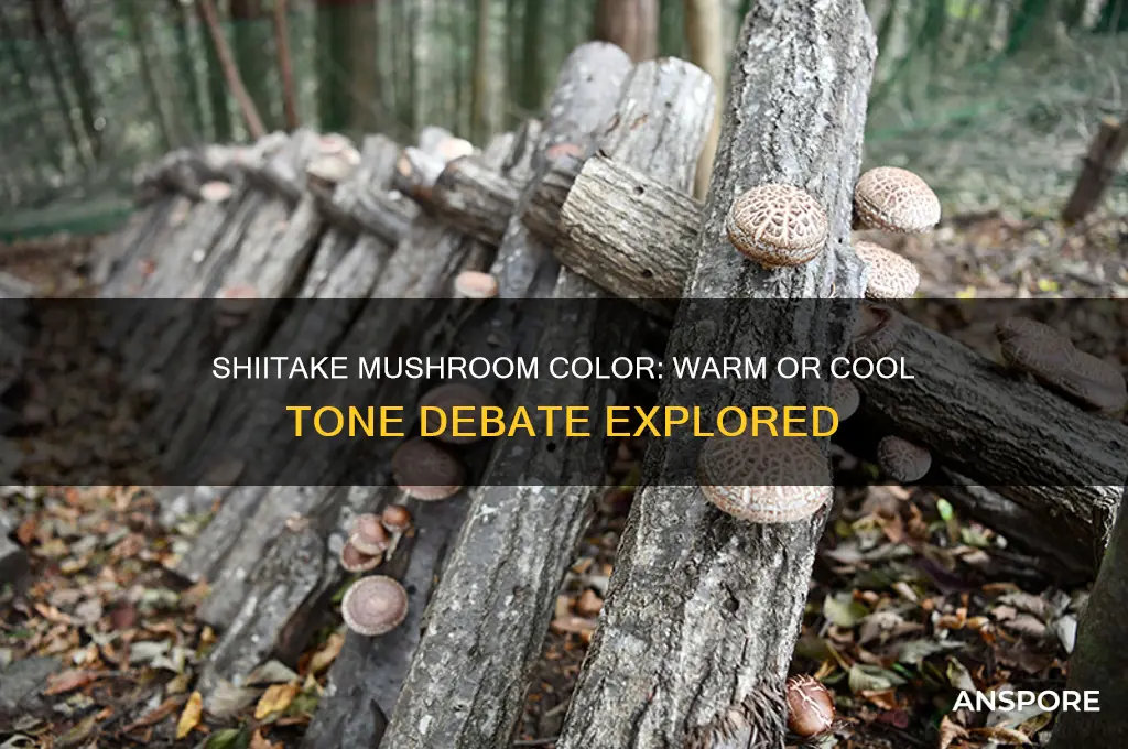 is shiitake mushroom color cool or warm