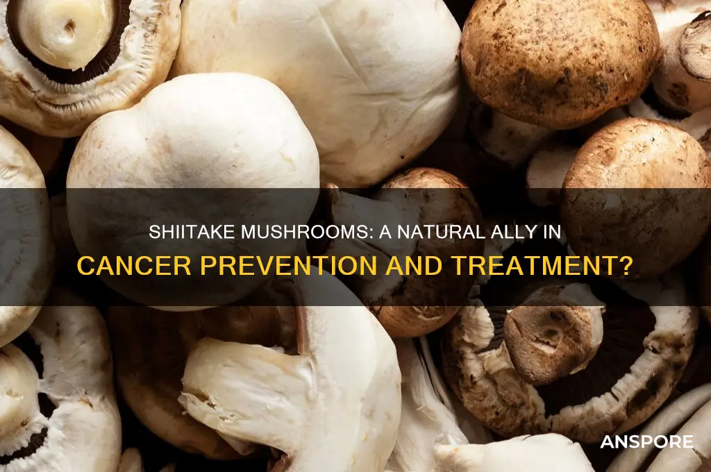 is shiitake mushroom good for cancer