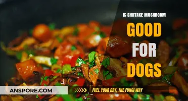 Can Dogs Eat Shiitake Mushrooms? Benefits and Safety Tips