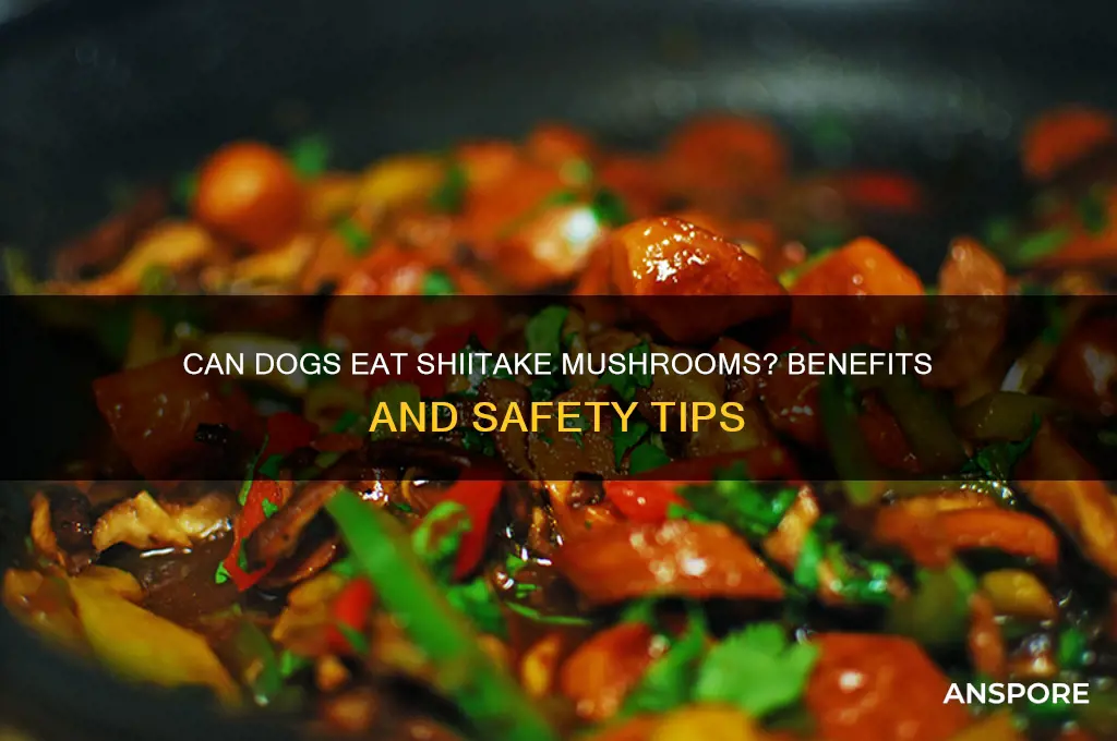 is shiitake mushroom good for dogs