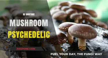 Shiitake Mushrooms: A Psychedelic Trip?