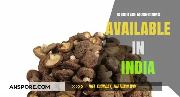 Exploring Shiitake Mushrooms: Availability and Sources in India