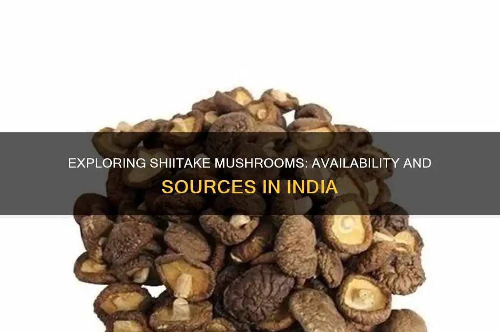 is shiitake mushrooms available in india
