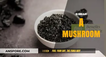 Shilajit: Mushroom or Mineral Pitch?