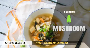 Shirataki: Mushroom or Not?