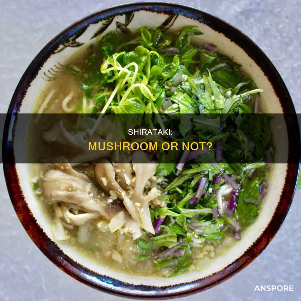 is shirataki a mushroom