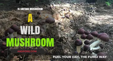 Shiitake Mushrooms: Wild or Cultivated? Unveiling Their Natural Habitat