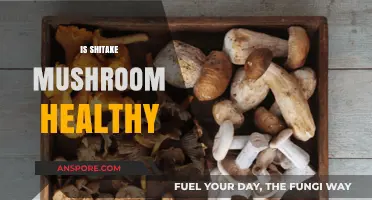 Shiitake Mushrooms: Healthy Superfood or Overhyped Fungi?