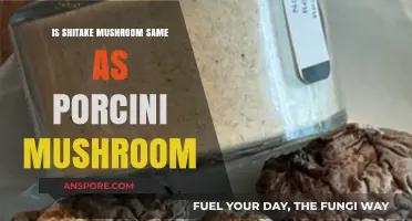 Shiitake vs. Porcini: Unraveling the Differences Between These Mushrooms