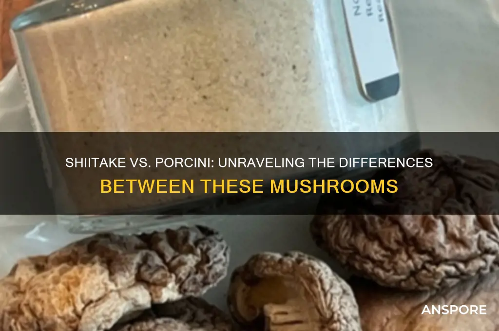 is shitake mushroom same as porcini mushroom