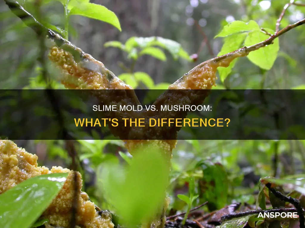is slime mold a mushroom