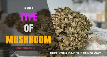Is Sole a Mushroom? Unraveling the Confusion and Facts