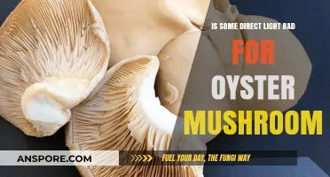 Direct Light and Oyster Mushrooms: Harmful or Harmless?