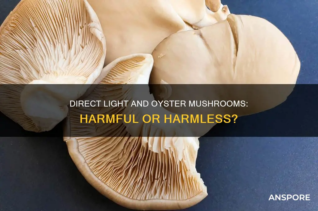 is some direct light bad for oyster mushrooms