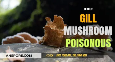 Is Split Gill Mushroom Poisonous? A Comprehensive Guide to Safety