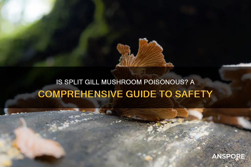 is split gill mushroom poisonous