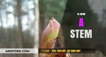 Is Spor a Stem? Unraveling the Mystery of Its Botanical Classification