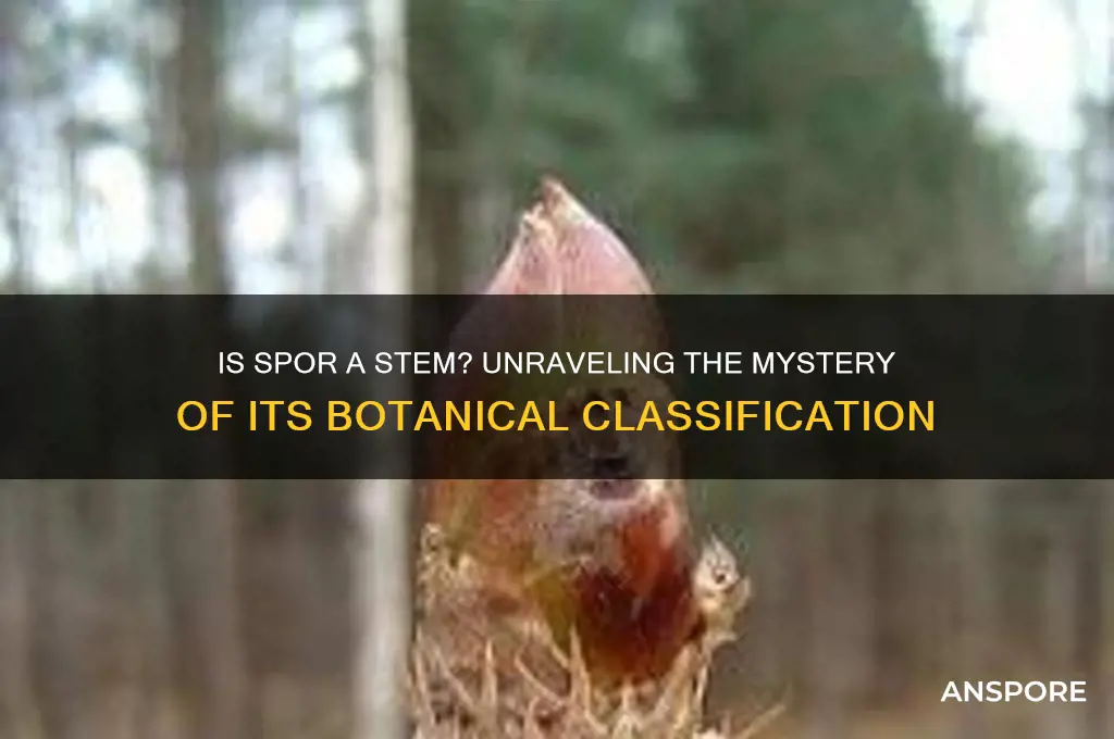 is spor a stem
