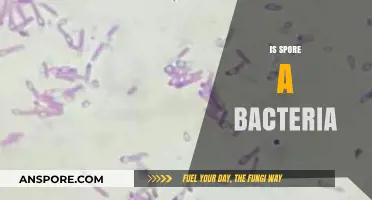 Is Spore a Bacteria? Unraveling the Microbial Mystery and Facts