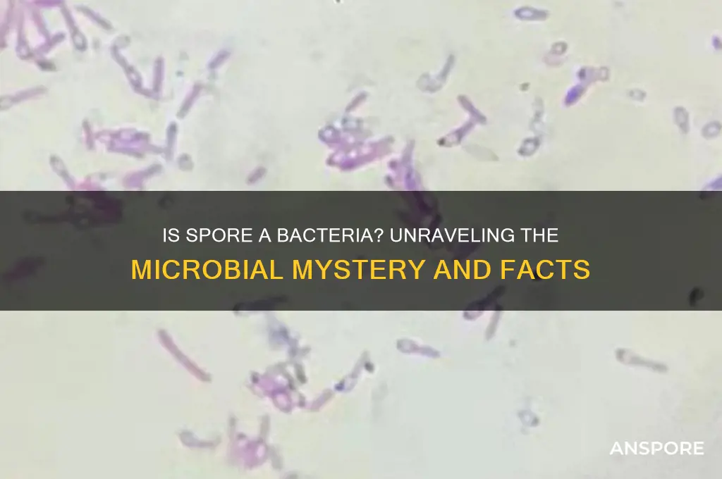 is spore a bacteria