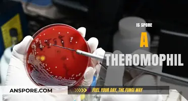 Is Spore a Thermophile? Exploring Its Heat Tolerance and Survival