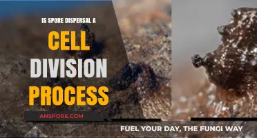 Exploring Spore Dispersal: Cell Division or Unique Biological Mechanism?