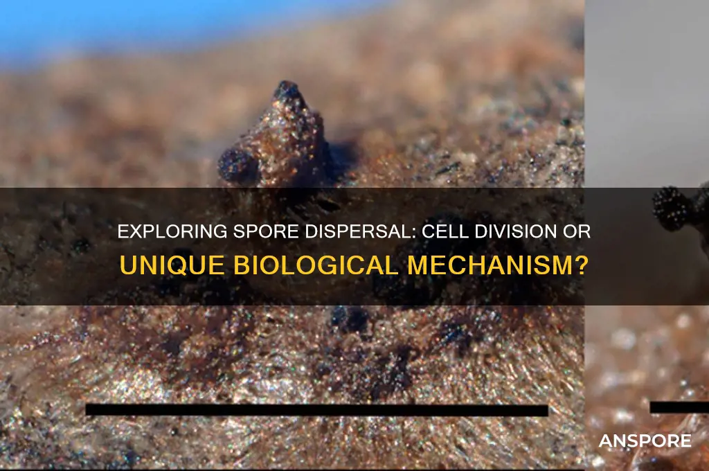 is spore dispersal a cell division process